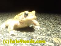 /home//u458753944/public_html/sourcegallery////////////////////////////Roxborough Toad Detour/2023/2023-04-01/P4010660.JPG